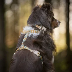 Woolly Wolf Cloudbeam Hundsele Brun