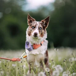 Woolly Wolf Color Block Hundhalsband Halvstryp Rosa