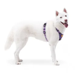 Woolly Wolf Northern Lights Hundsele Lila