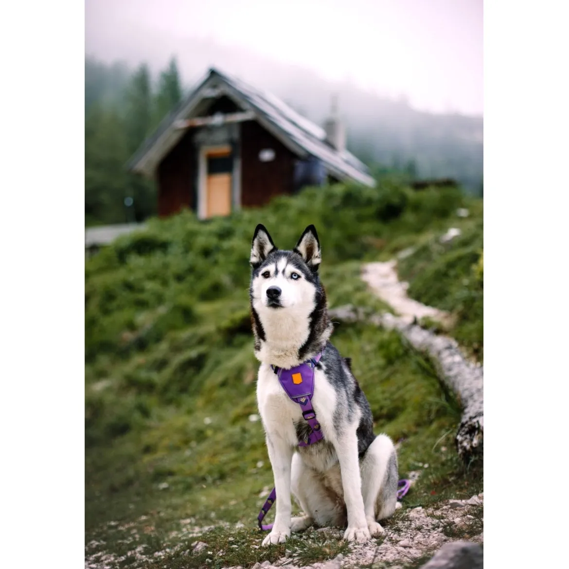 Woolly Wolf Northern Lights Hundsele Lila